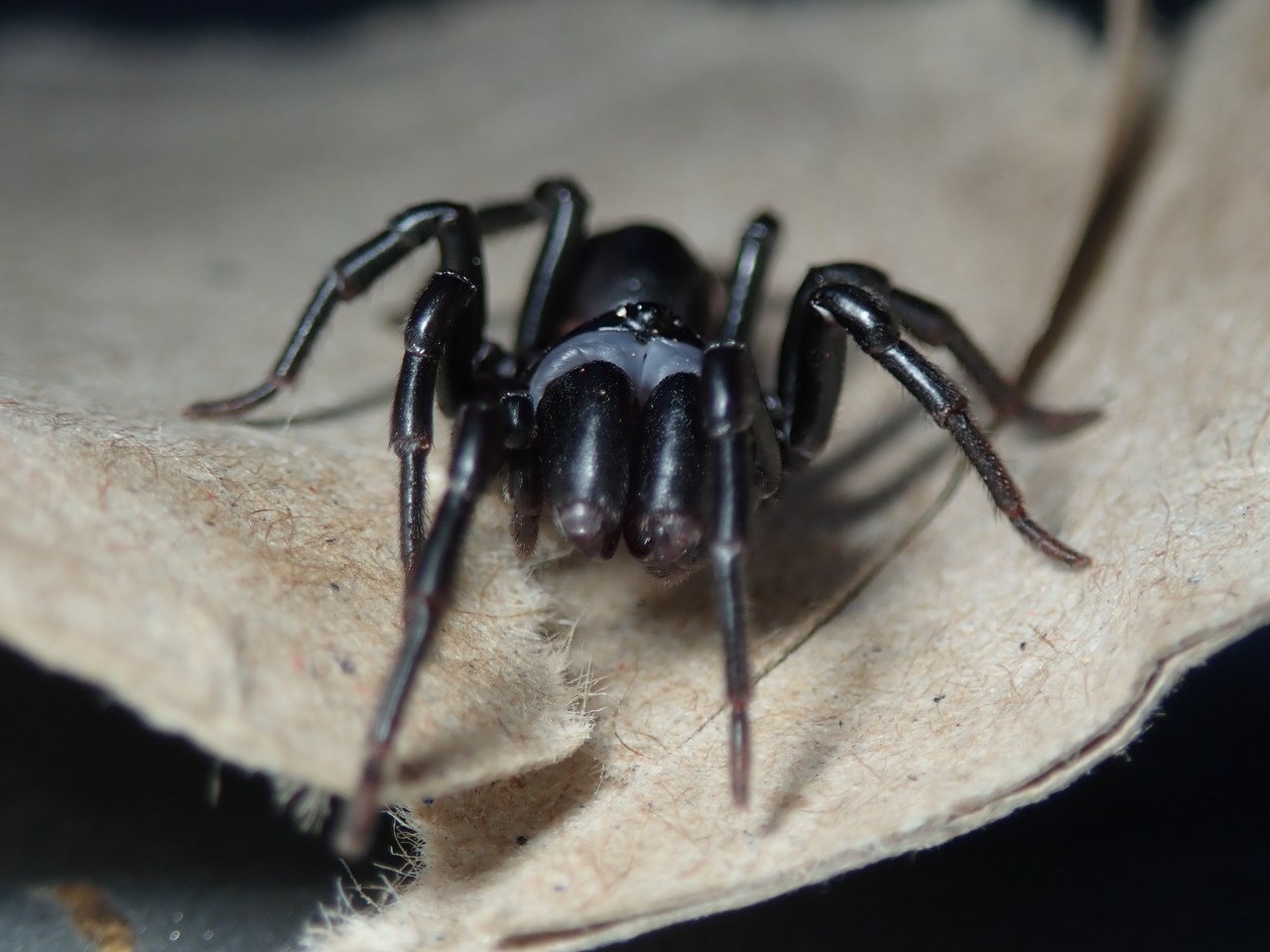Atypus sp Atypus sp